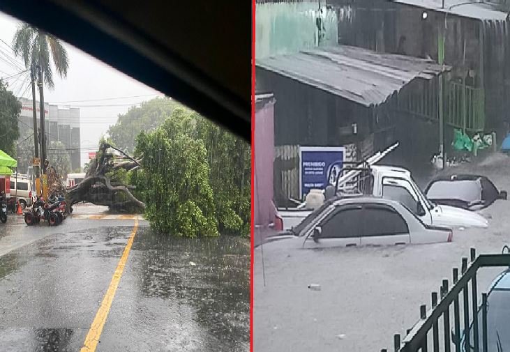 Árboles caídos y calles inundadas